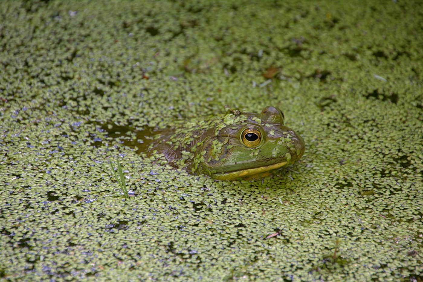 Nature In Class A By Pamela Kimberly For Frog In A Pond SEP-2022.jpg
